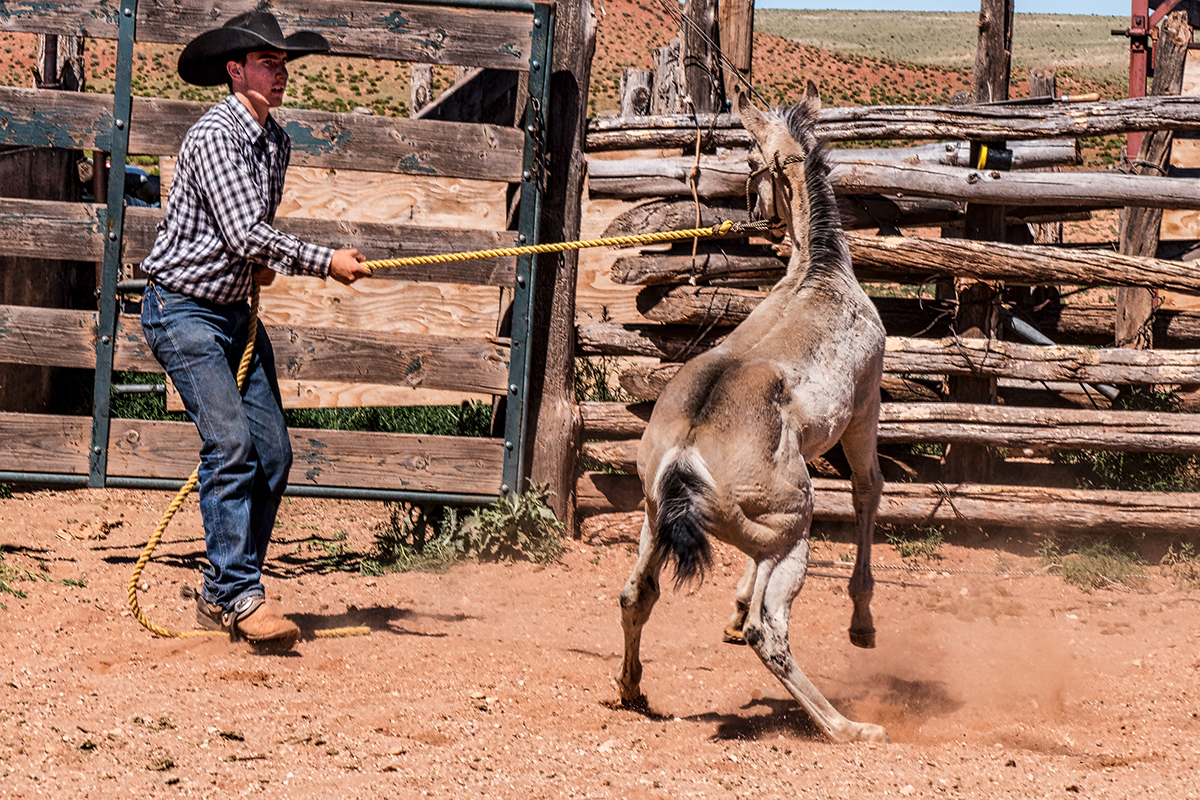 COWBOYS horses arizona arizona ranches Arizona Cowboys babbitt Ranches working cowboys