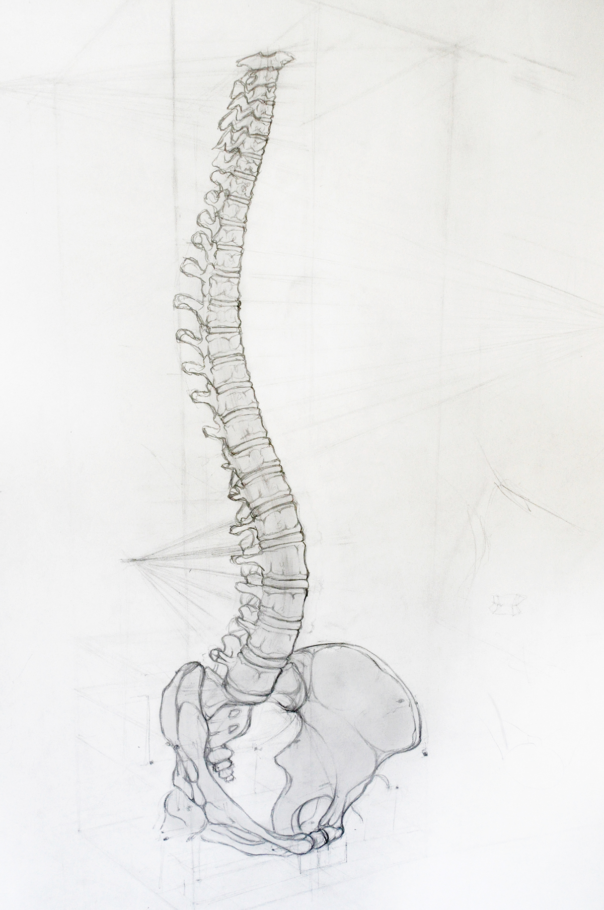 analytic draw pencil paper skull skeleton dibujo analitico sketch esqueleto Craneo