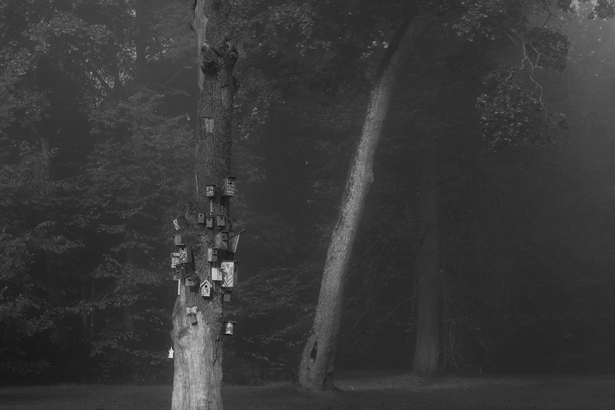 dark photography fog lietuva lithuania Melancholy Mindaugas Buivydas mist Photography  tree art