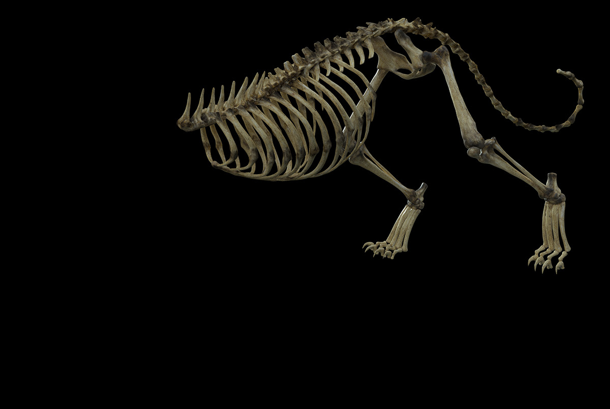 SOSMA animal monkey skeleton CGI Archive ILLUSTRATION  Platinum Platinumfmd Mattepainting