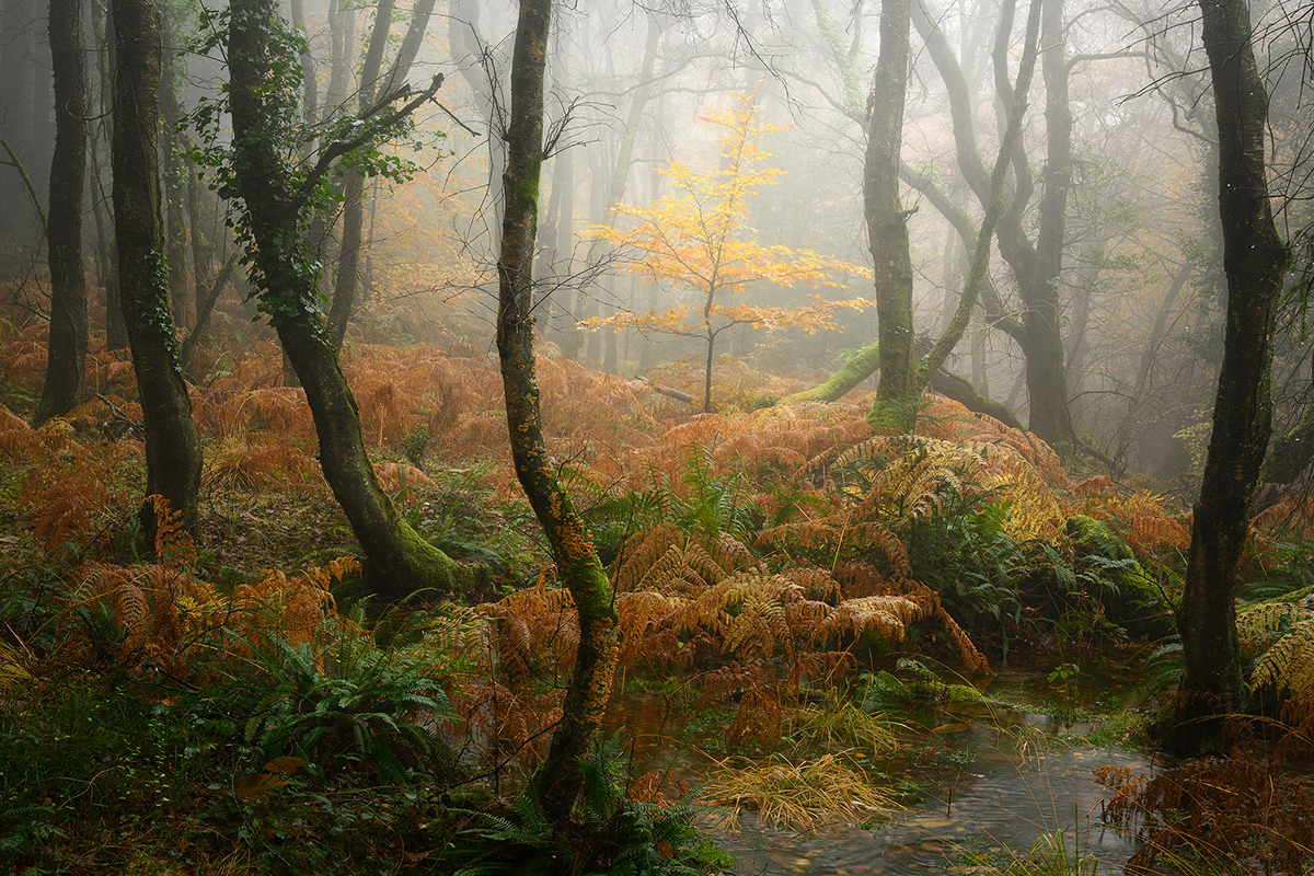 atmosphere forest woodland Landscape Photography 