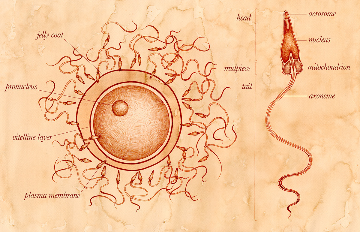 scientific illustration science sea urchin fertilization marine biology sperm egg