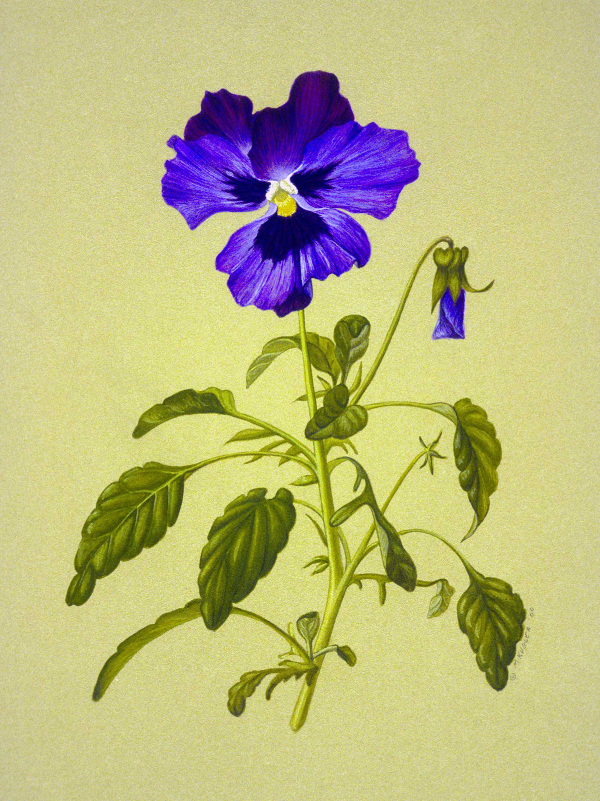Adobe Portfolio botanical flower Plant natural world scientific illustration