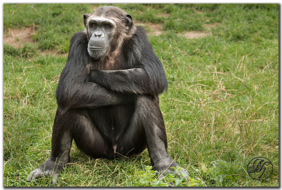 anmals zoo chimpanzee kolmården Norrköping Sweden