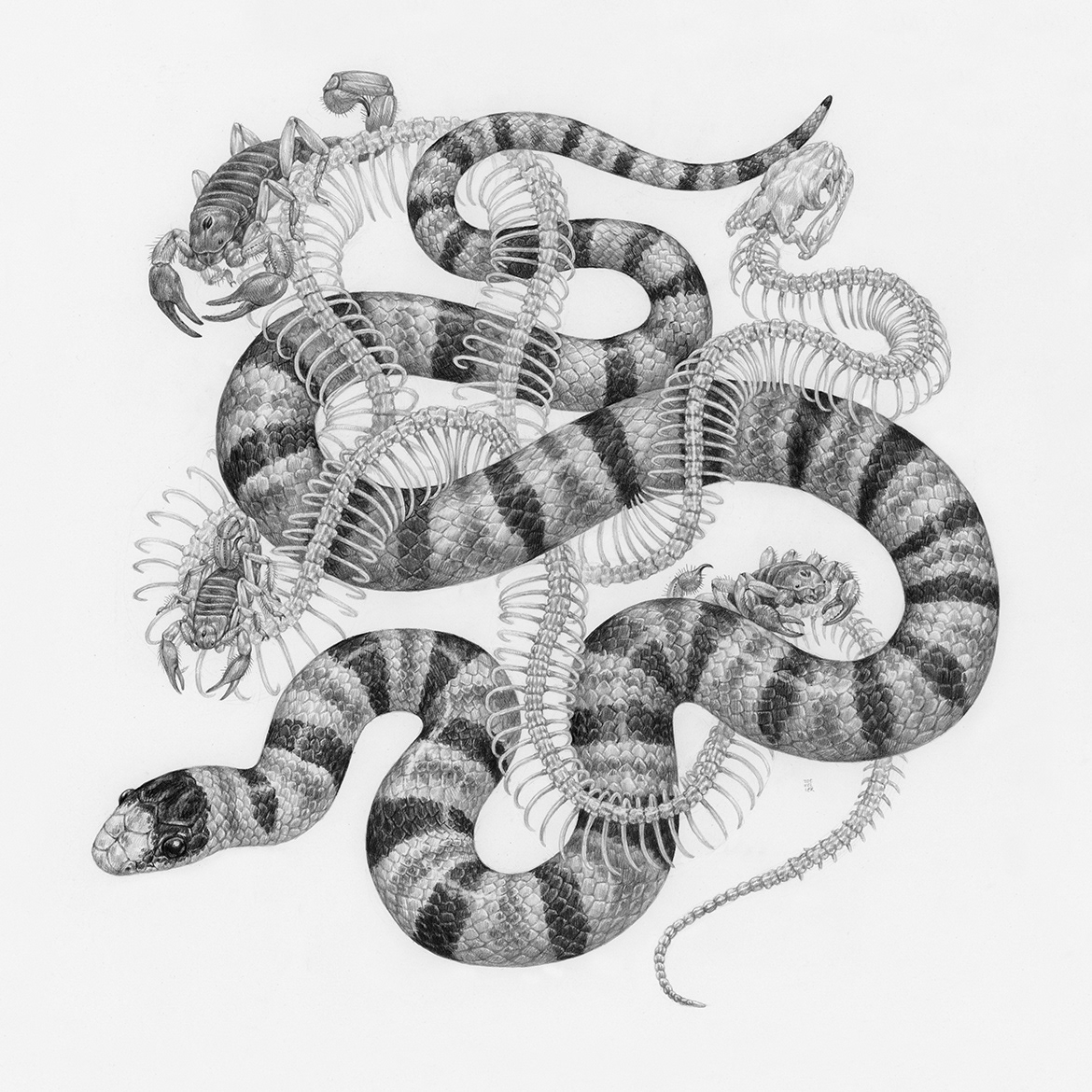 animal animals black and white detailed Drawing  greyscale Nature scientific illustration snake snakes