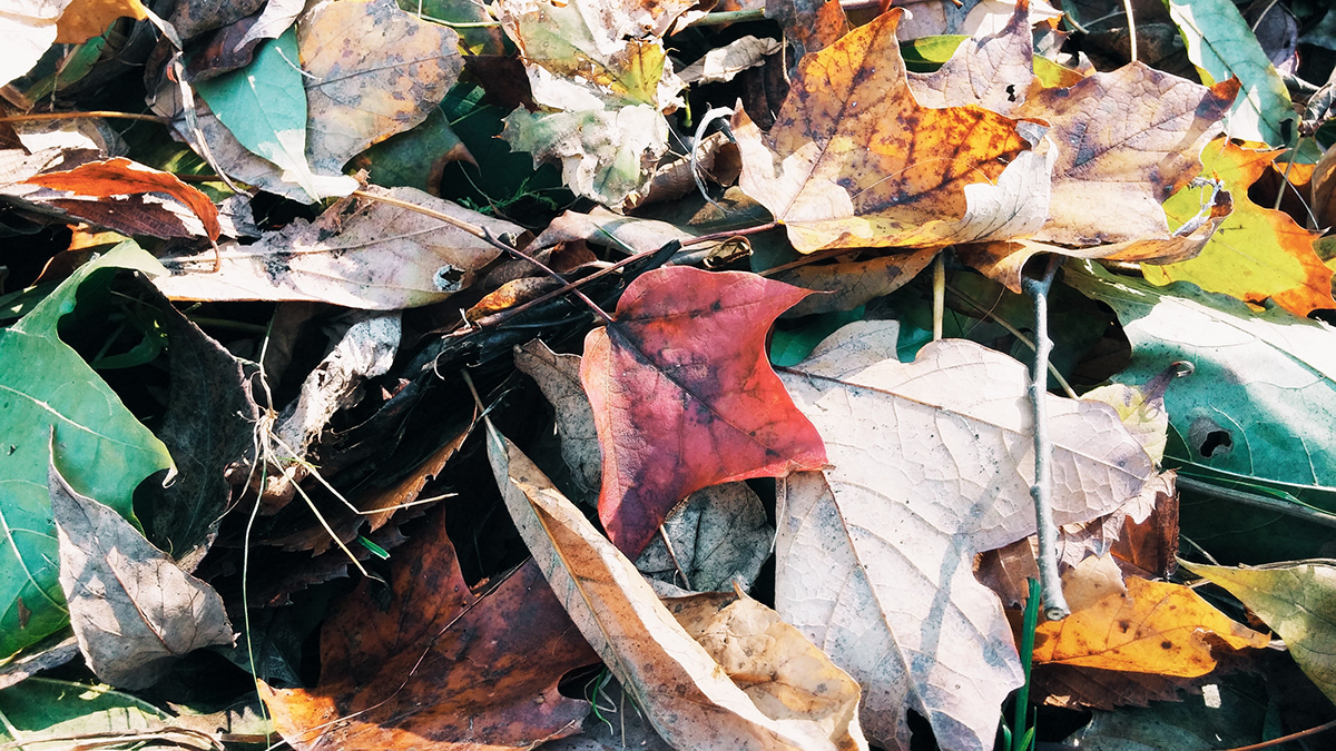 organic photo leaves Fall autumn