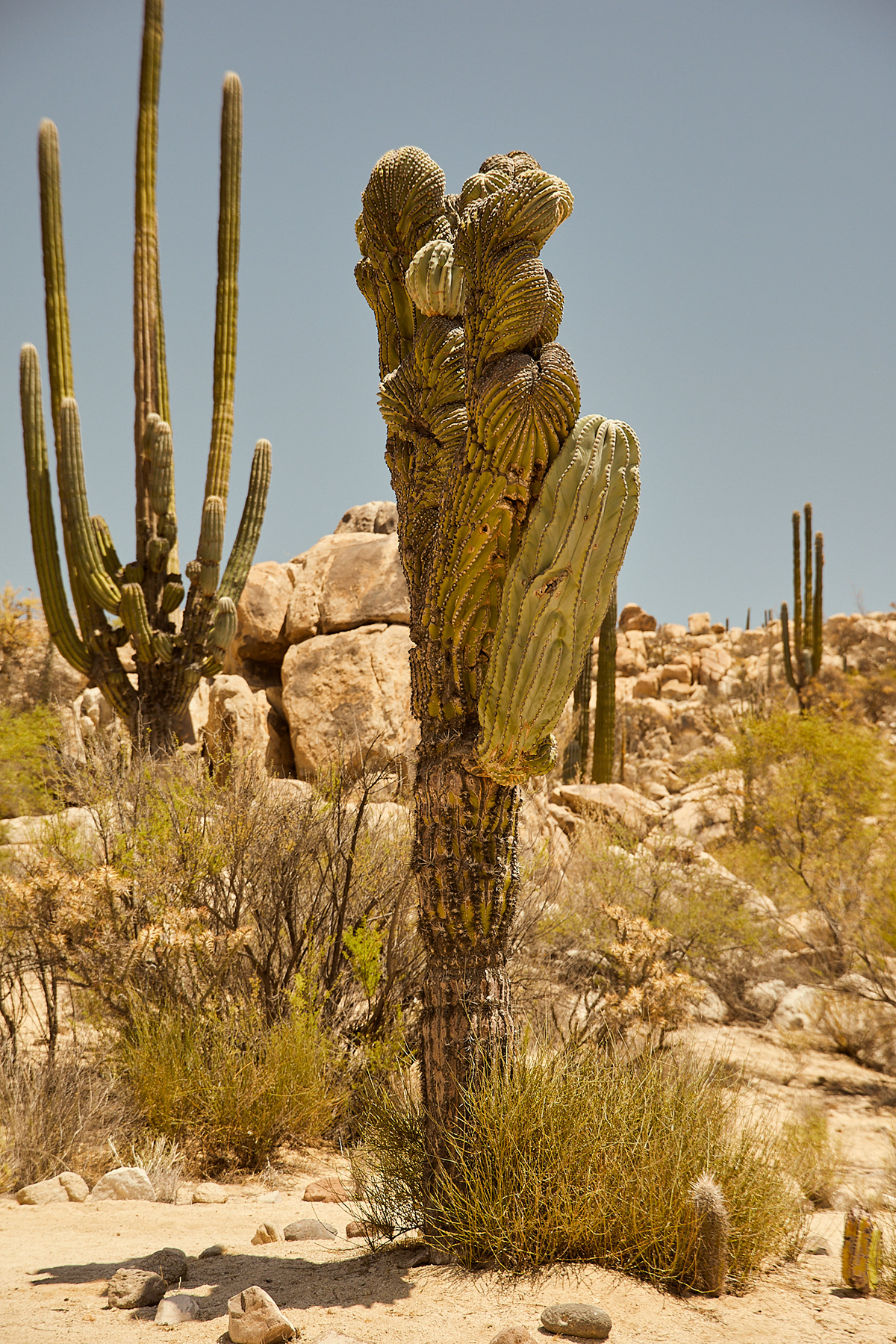 Travel Photography  RoadTrip Landscape Ocean desert cactus green Nature photographer