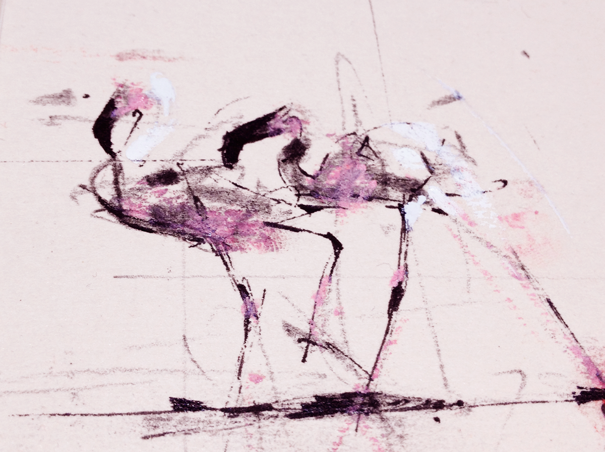 flamingos pink bird magenta animal water movement flock walking courtship DANCE   geometric lines wing Fly