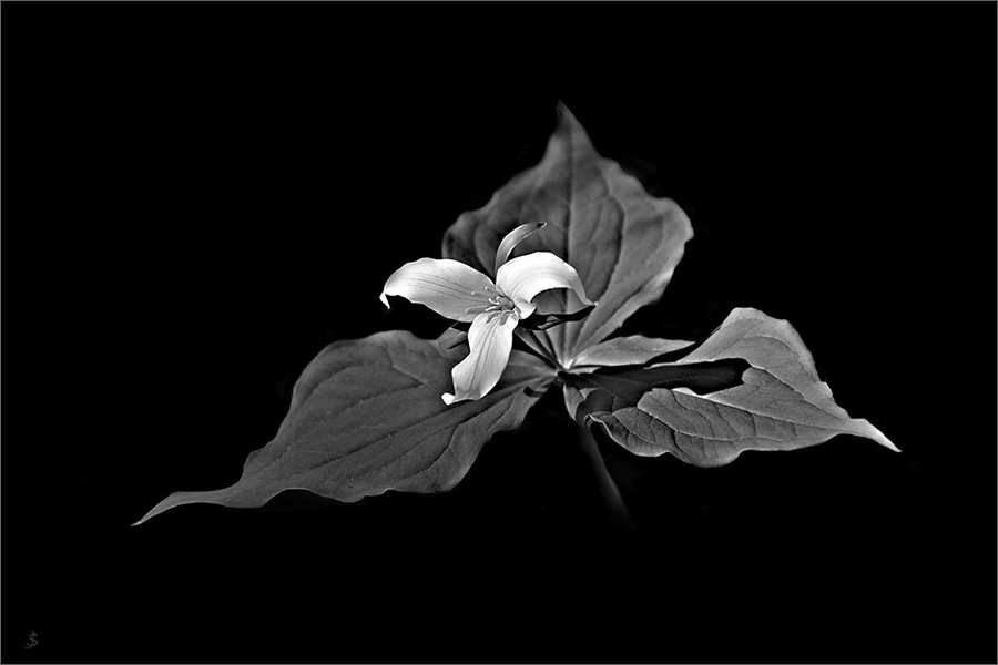 monochrome black and white