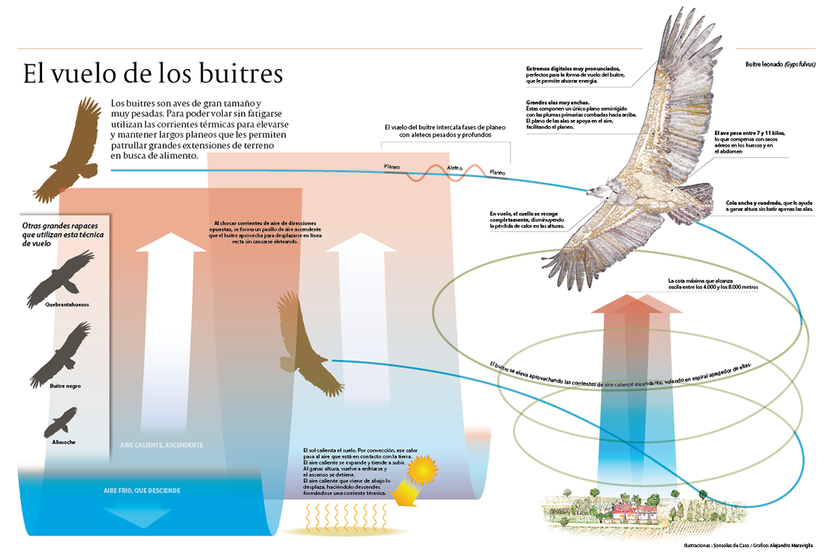 infographics Nature Nature infographics science science infographics