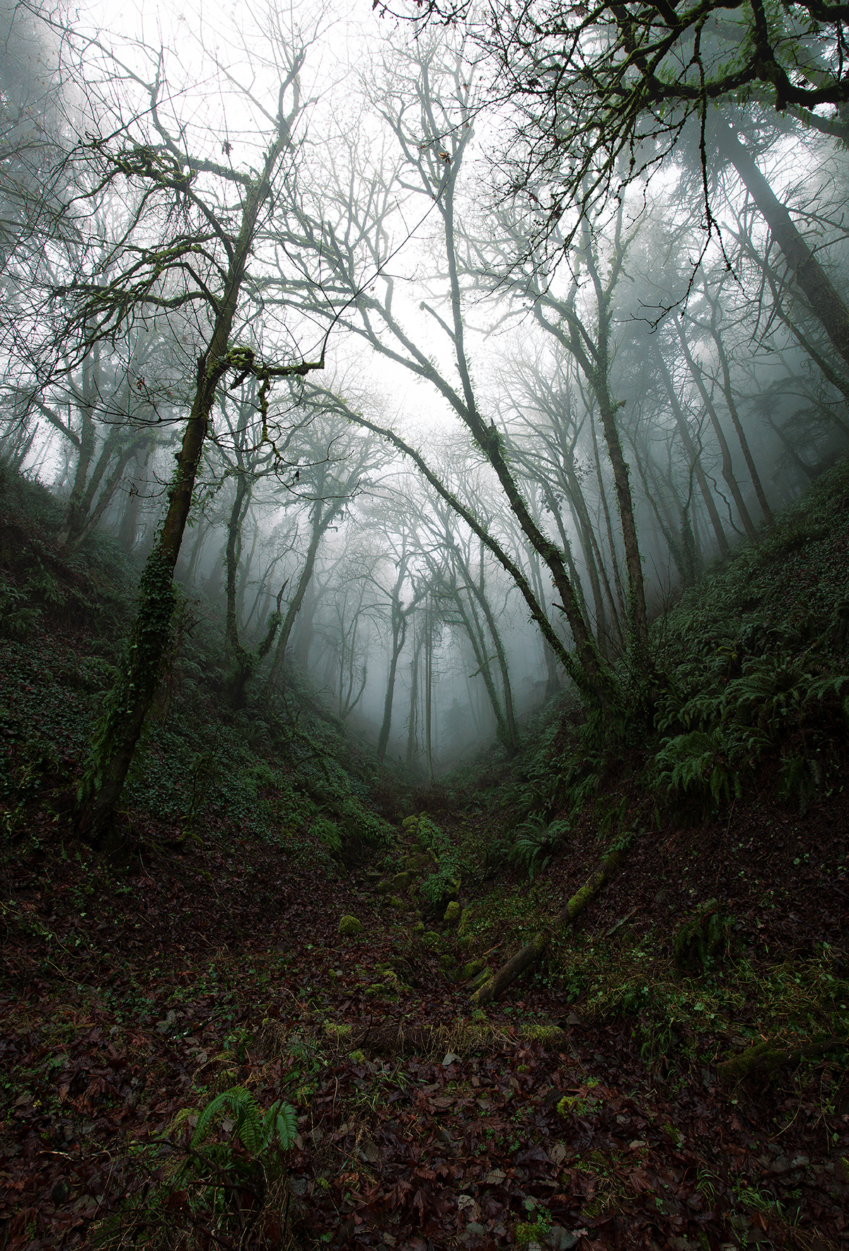 forest moss fog Portland Oregon pacific northwest rain foggy Nature Park MORNING