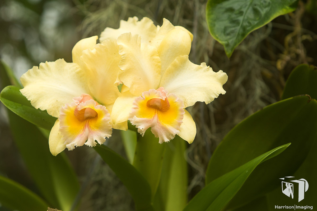 Adobe Portfolio orchid
