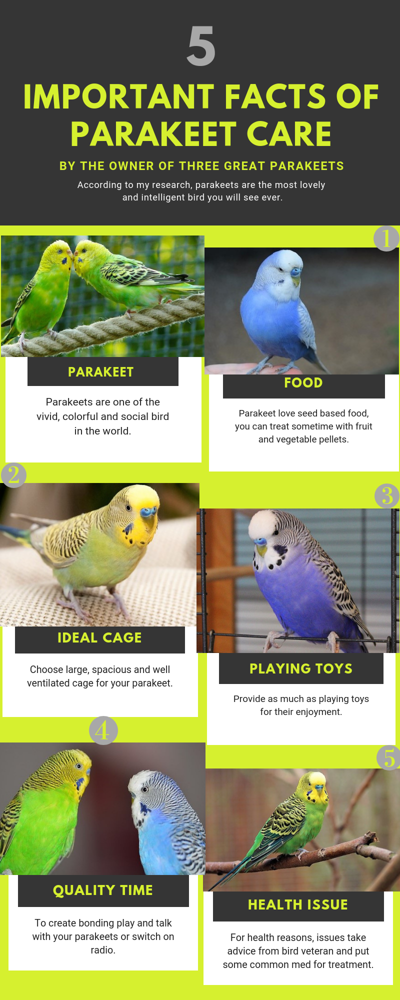 Parakeet care parakeet care guide parakeet care tips