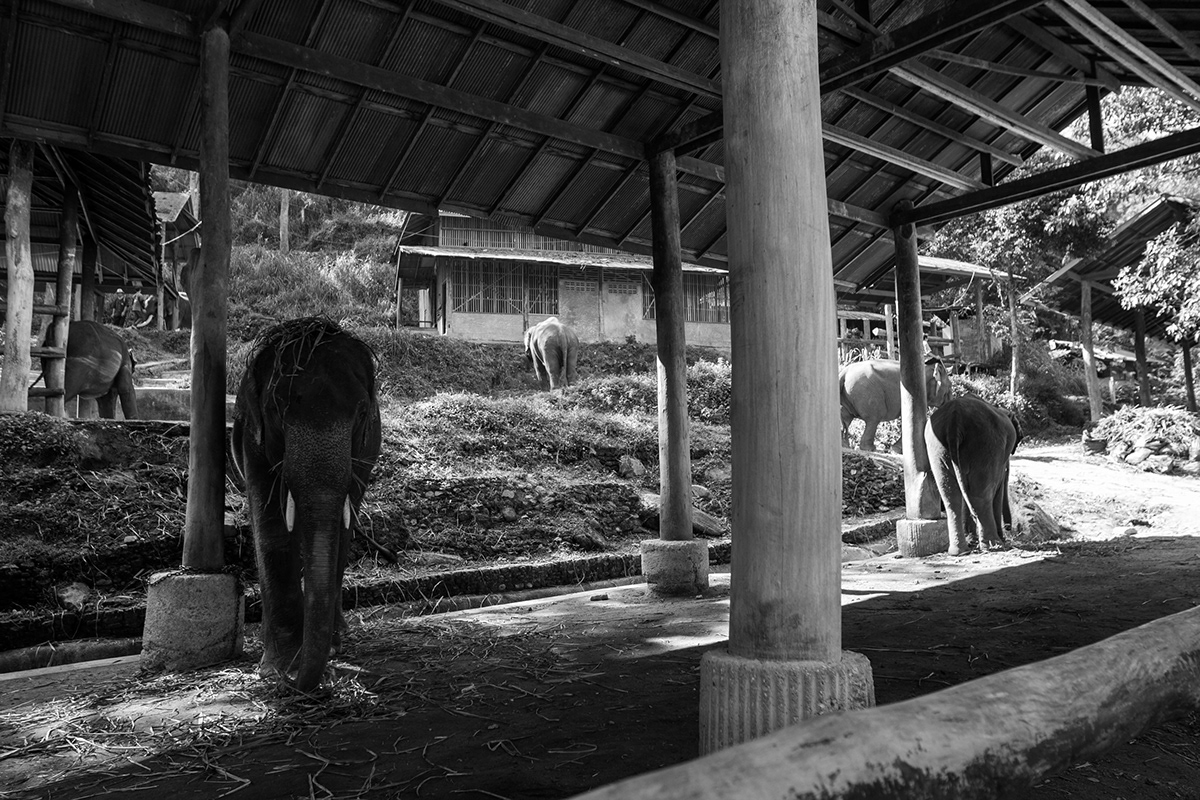 elefante Elefante asiático Fotografía Documental Fotoperiodismo Fotorreportaje naturaleza Reportaje fotográfico tailandia Travel zoo
