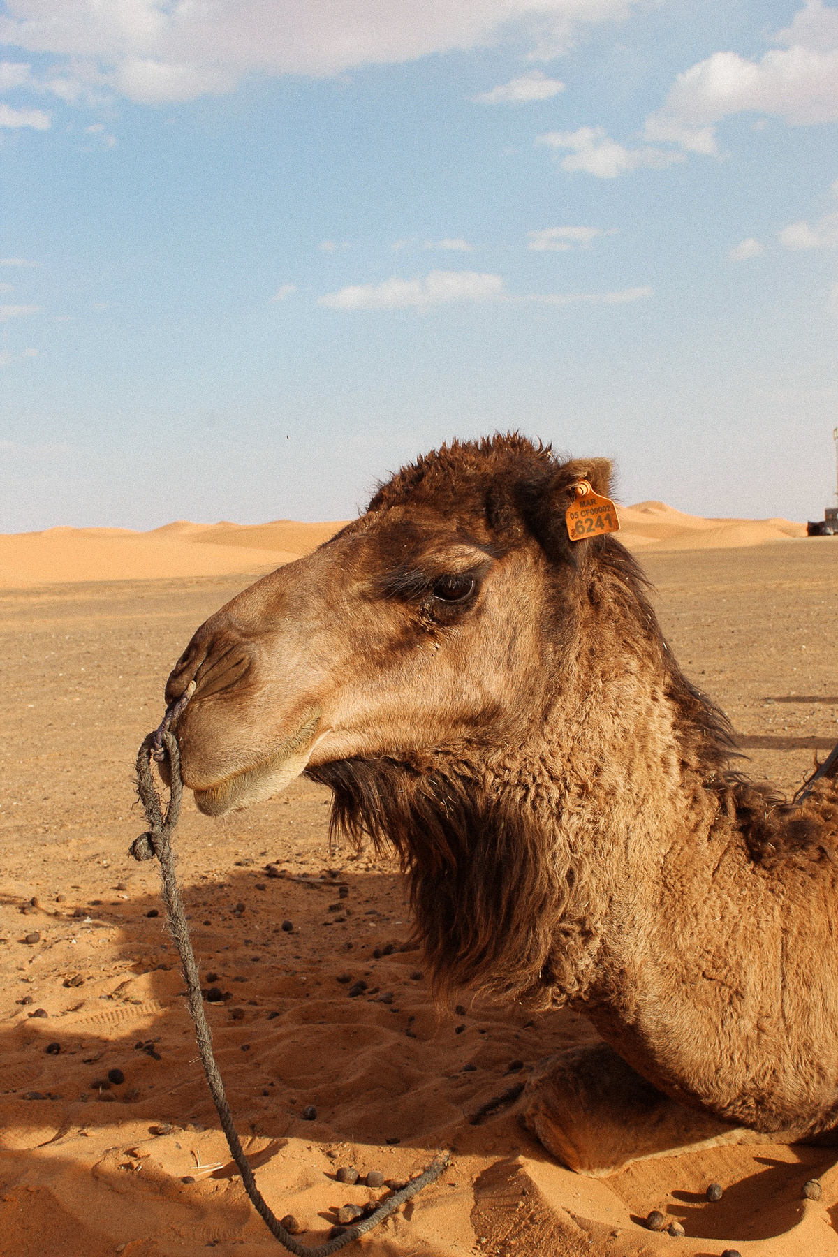 Travel Photography  Nature africa desert арт marrocos Fotografia Sony morroco