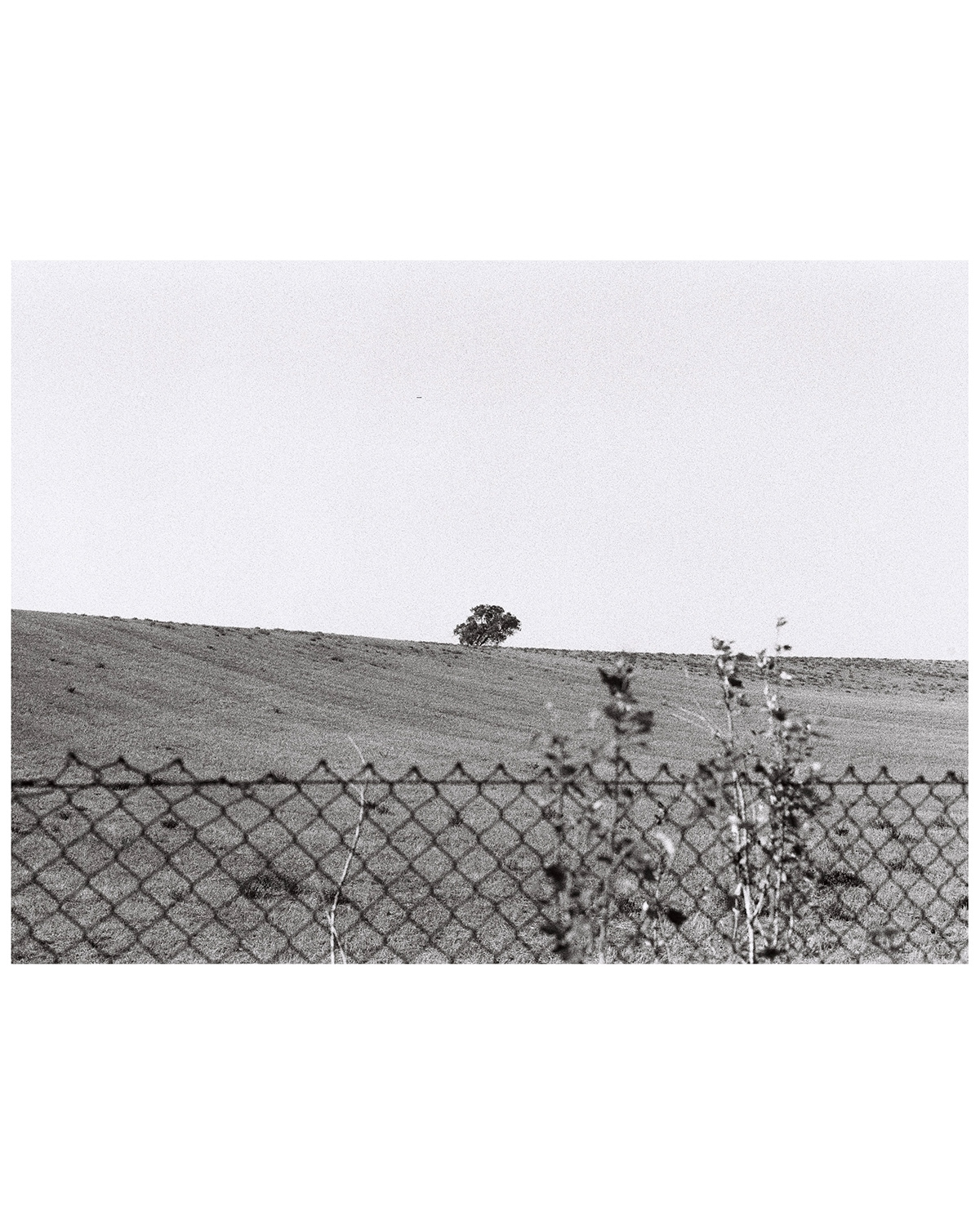 film photography black and white grain 35mm analog kodak 35mm film Ilford FP4