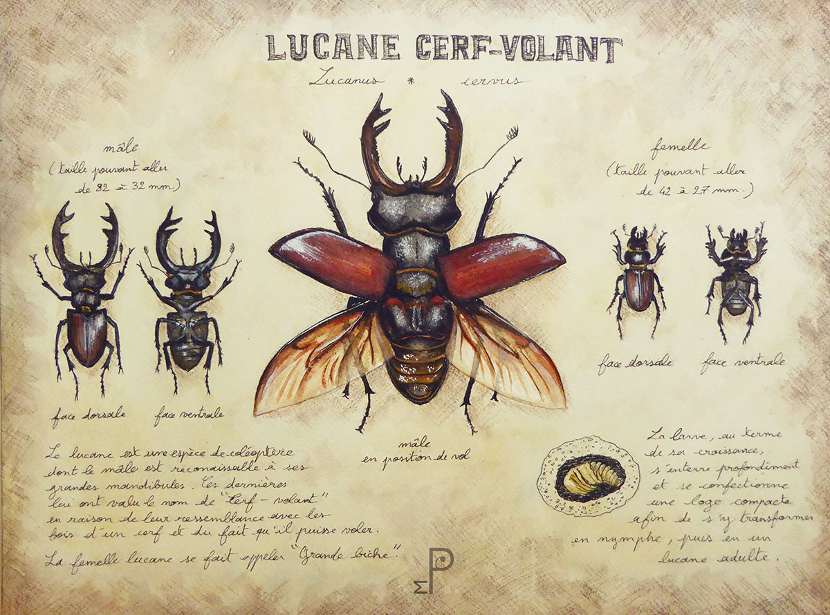 Lucane Cert-Volant Lucanus cervus