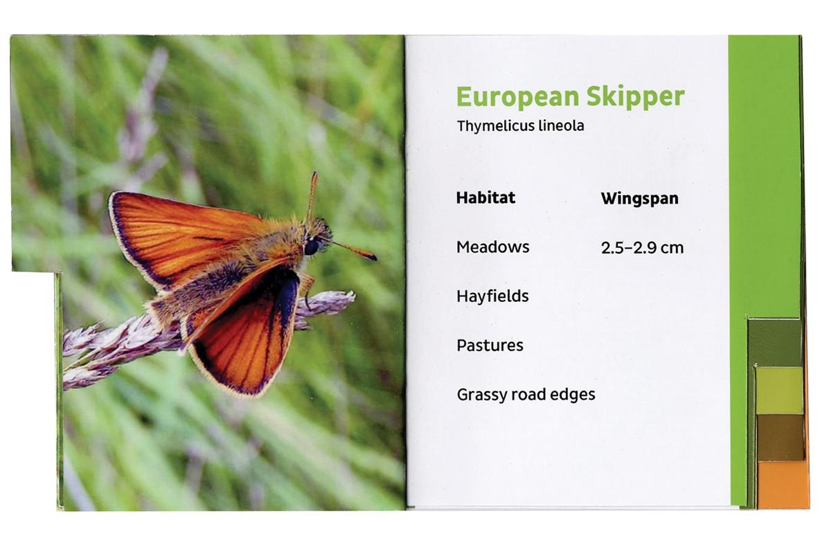 butterfly  guide wildlife sanctuary Nature animal animals butterfly guide