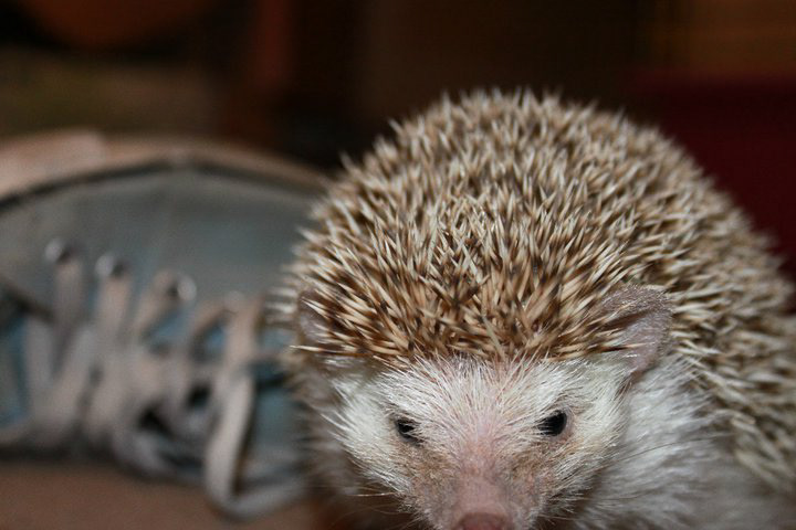 Hedgehog Photography