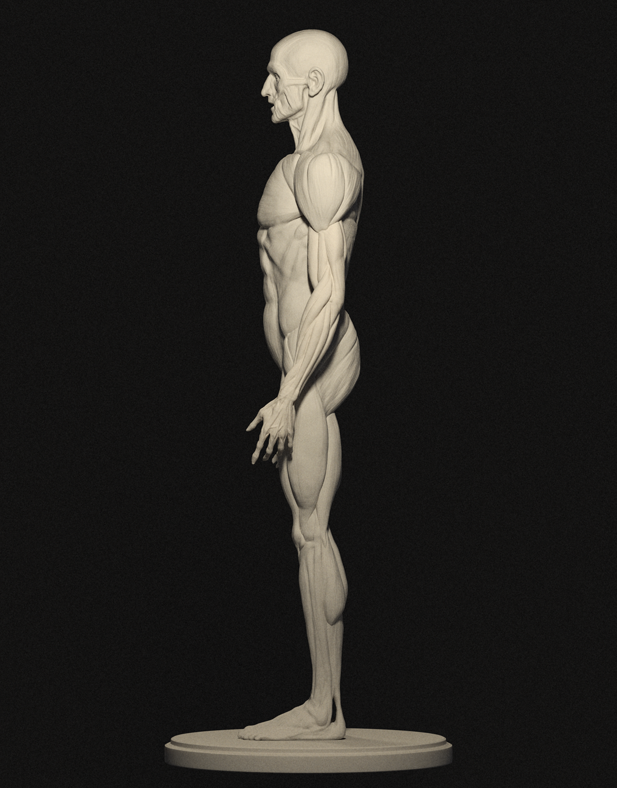 human anatomy human anatomy Zbrush sculpture