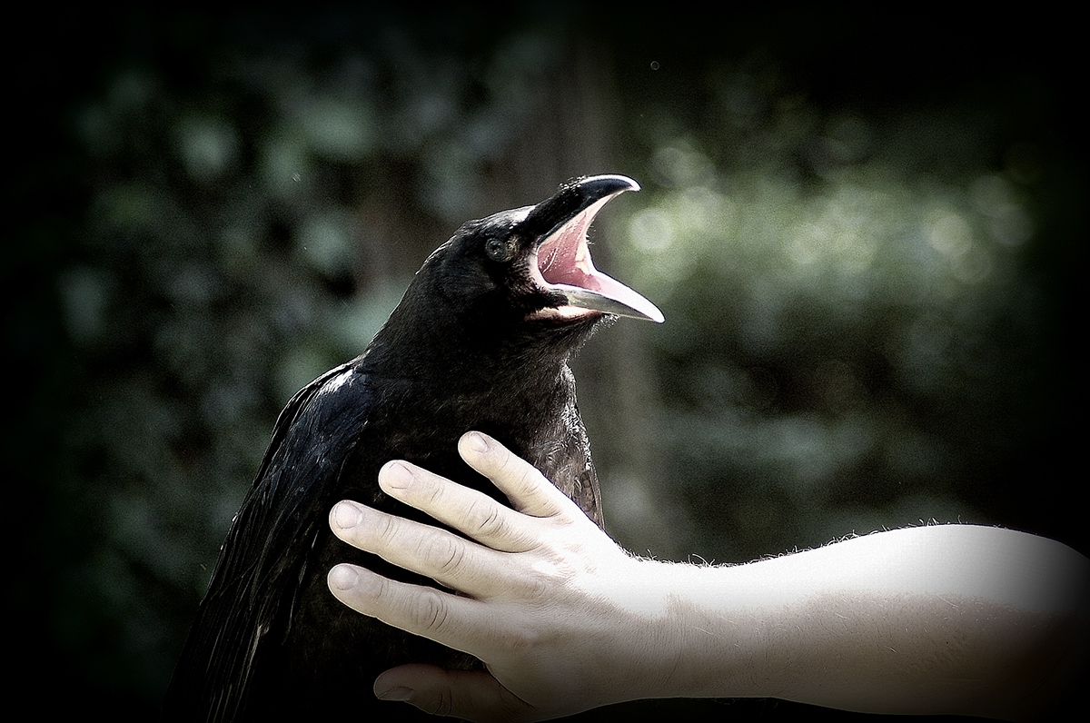 raven human hands birds bw