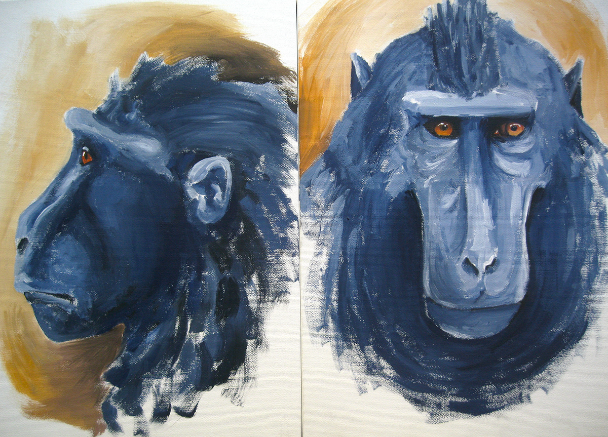 chimpanzee Scimpanzè scimmie monkey