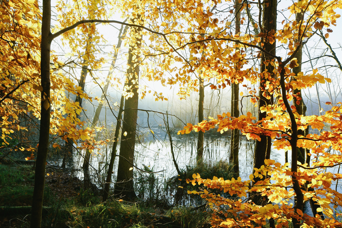 Digital Photography: Autumn At The Lake Series