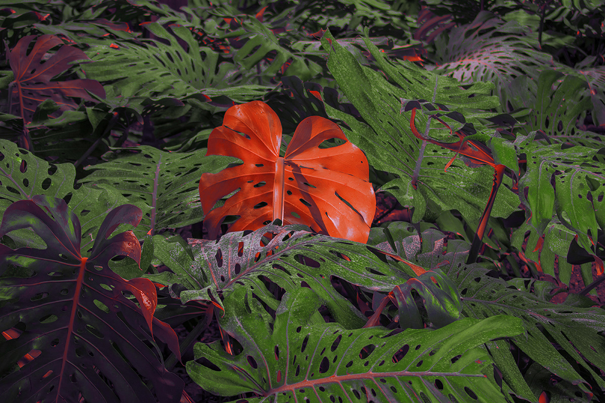 leaves plants botanic fine art art photography surrealism symbolism dark colorful forest
