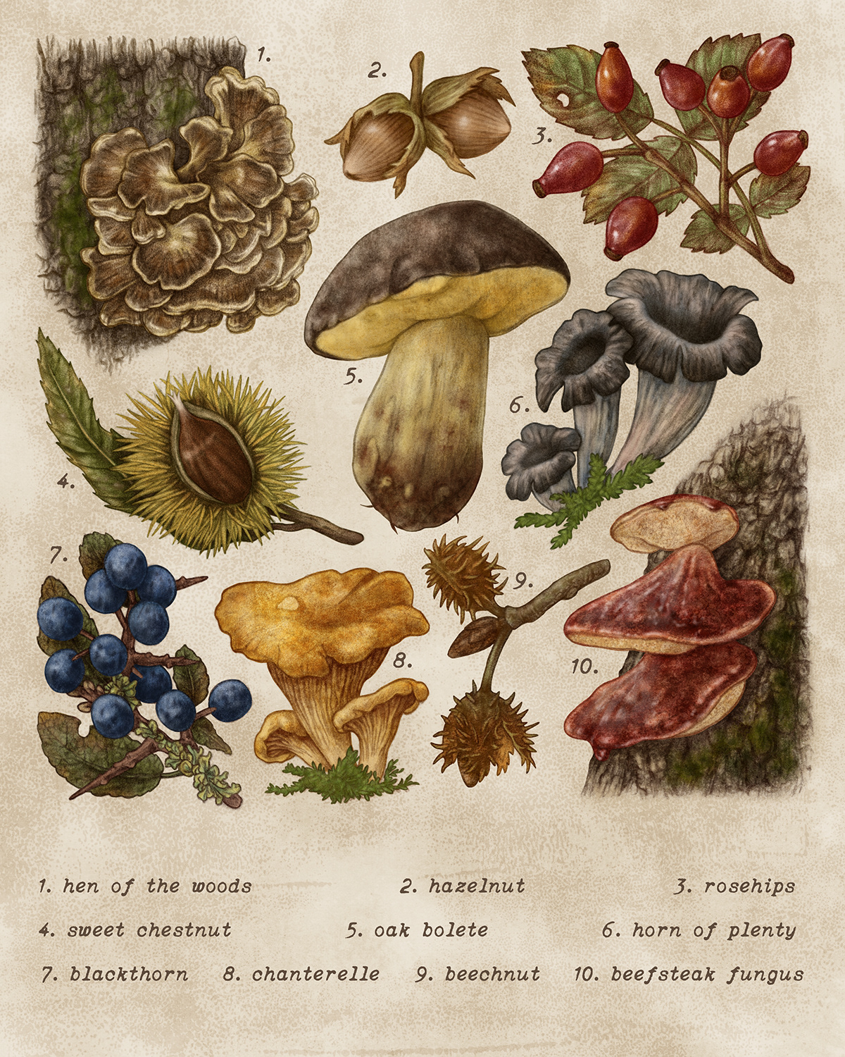 autumn encyclopaedia Encyclopedia fungus mushroom natural history scientific illustration