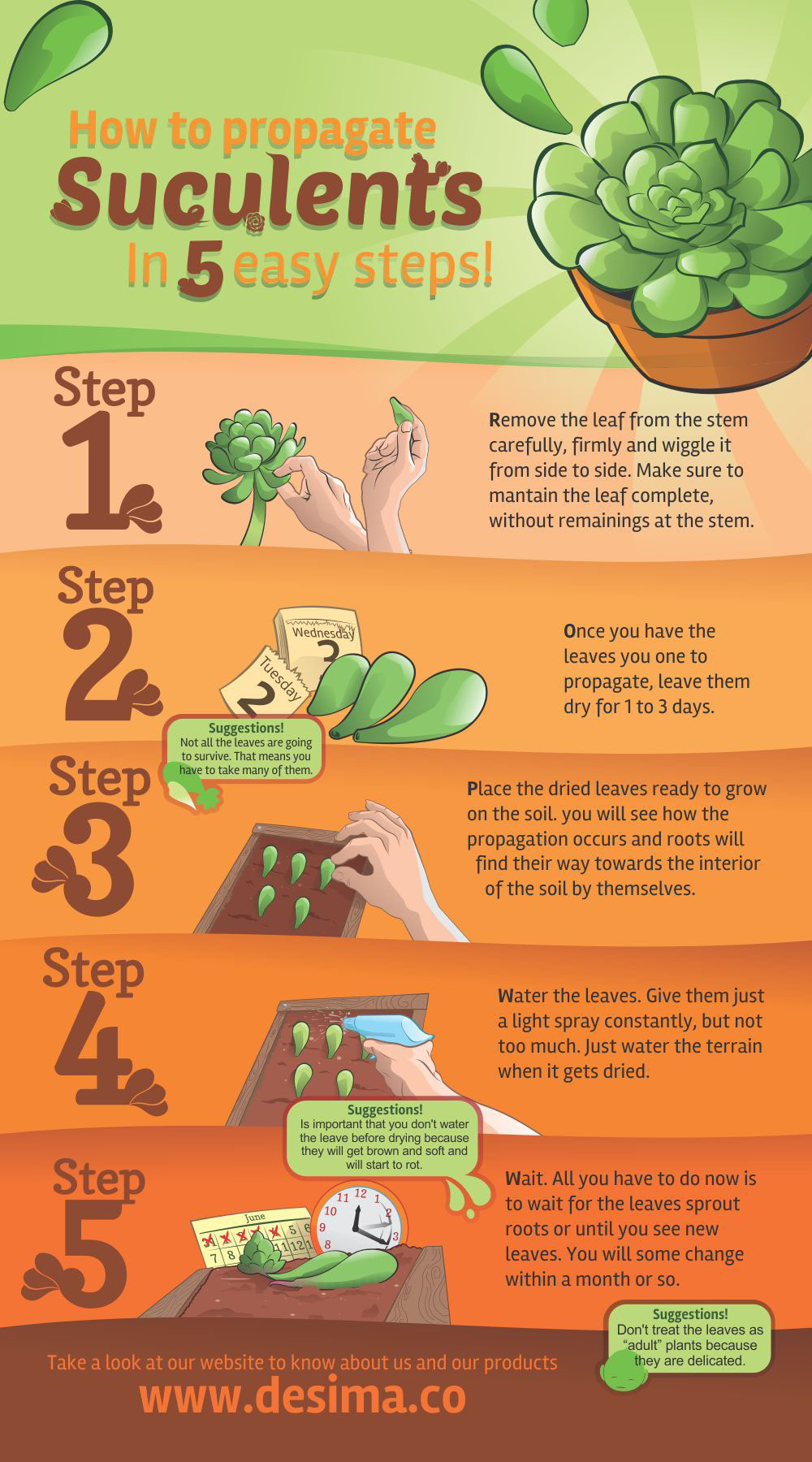 Succulents plants steps infographics