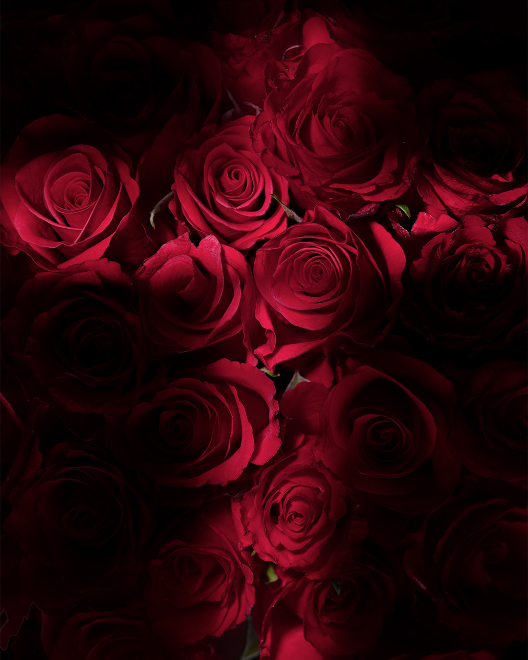 death Flowers productphotography red Roses stilllife studio