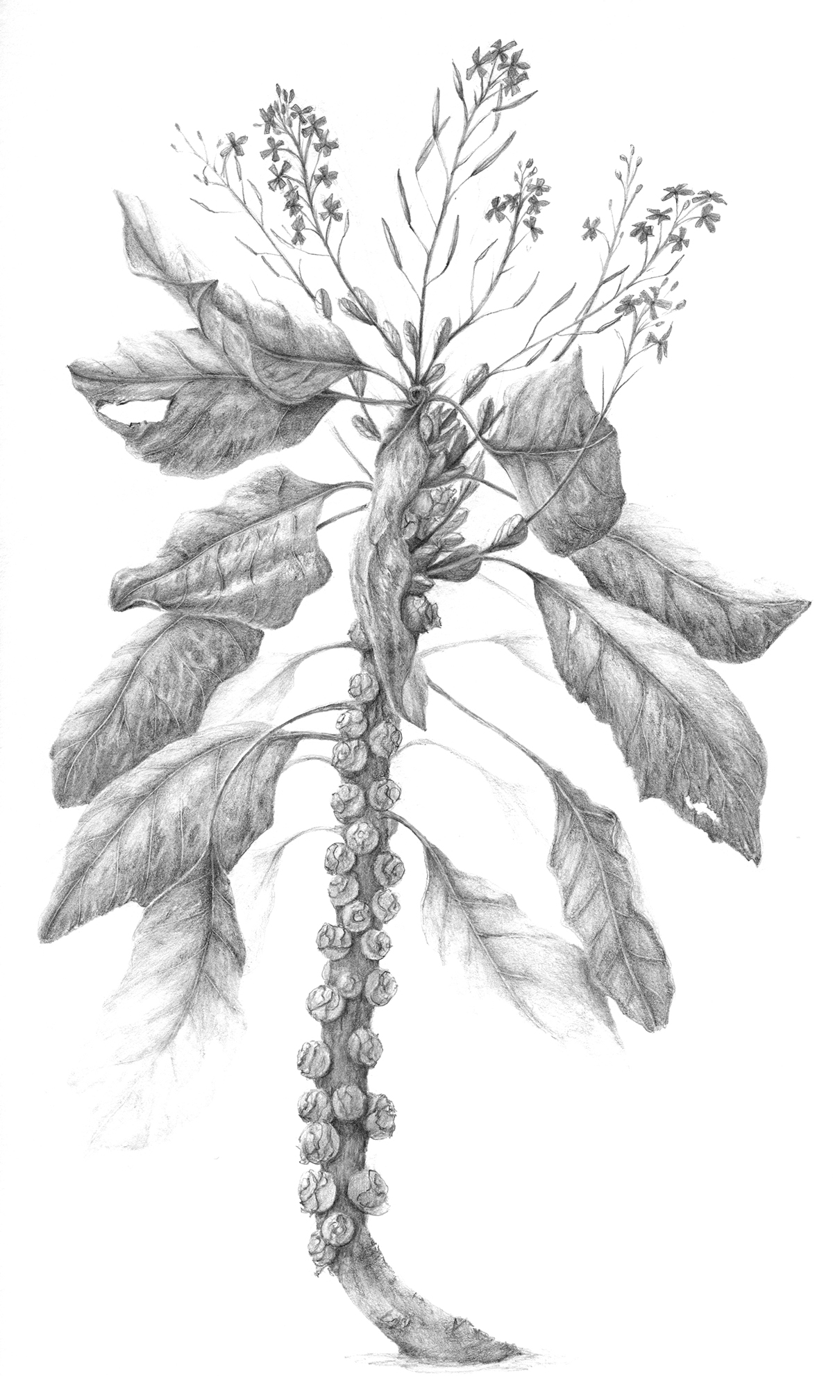 book illustration graphite drawing botanical brussel spout plant