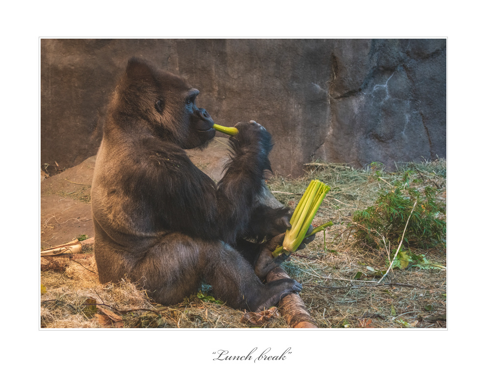 animal portrait photography gorilla Zoo Animals louis ruth photography photographer ape primate monkey jungle