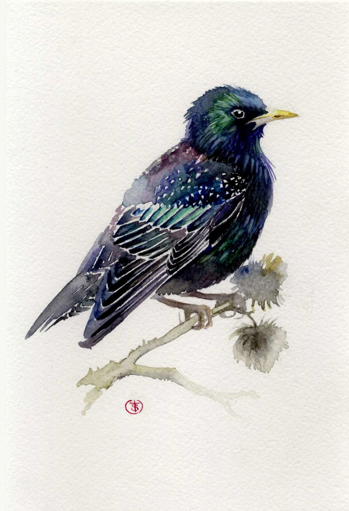 watercolor bird raven