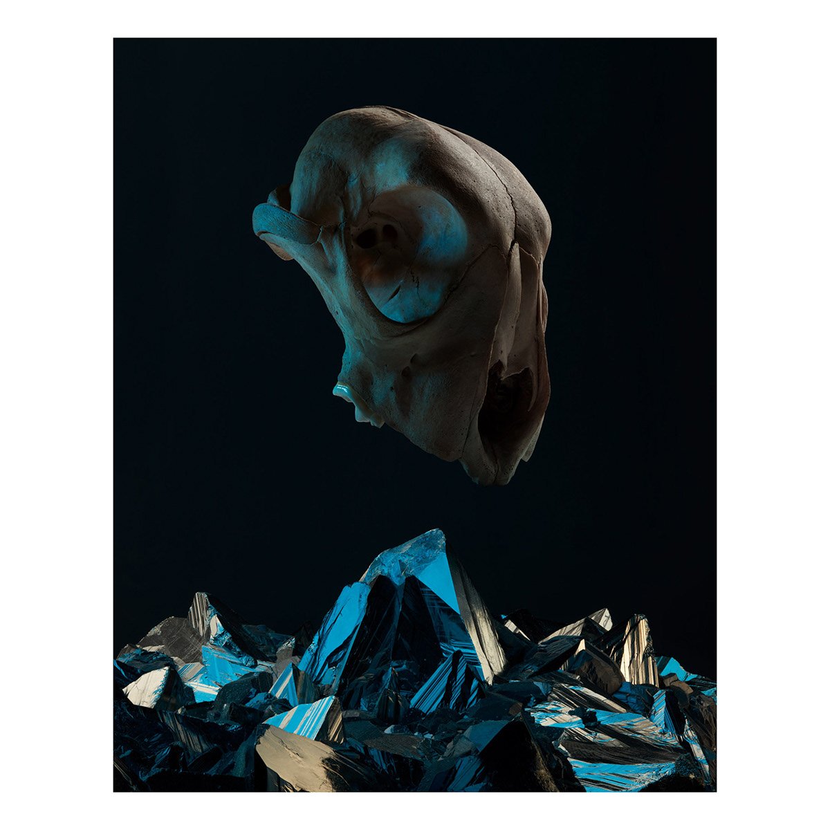skulls bones minerals Photography  still life photography museum art
