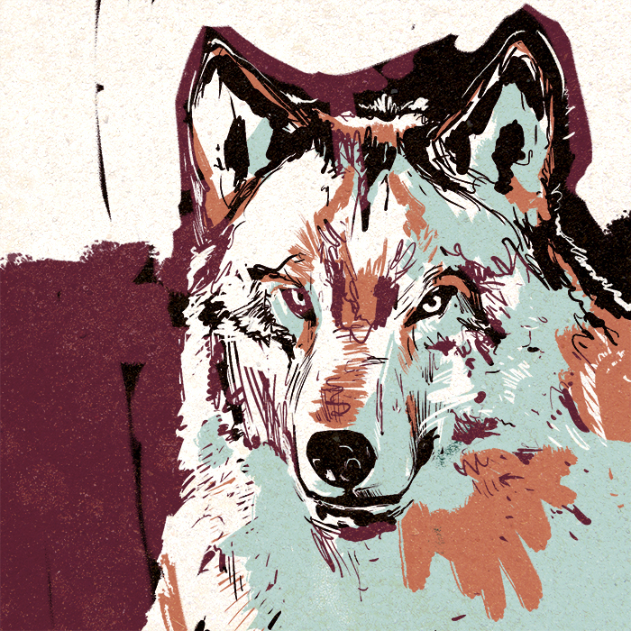 wolf wolves wildlife Nature wacom wacom tablet  Cintiq kyler webster kyle t webster