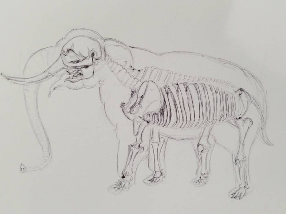 elephant skeleton bones pen