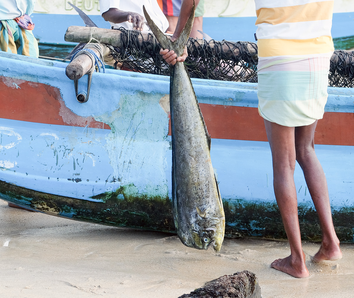 Sri lanka Fisherman fish birds