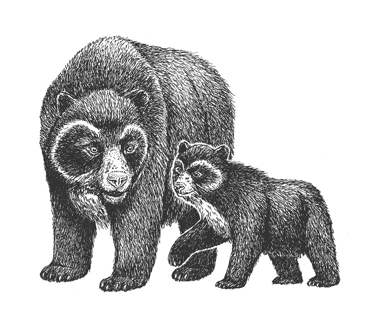 ink black and white monkey vector animals mom cub jaguar bear scientific illustration