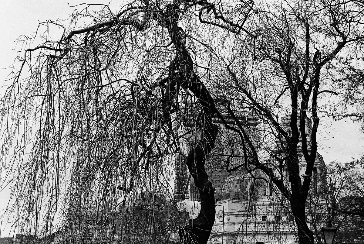 trees city Urban black and white analog