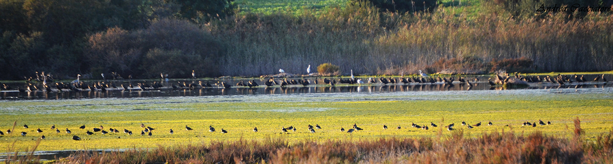 vendicari sicily countryside birds Nature reserve riserva naturale