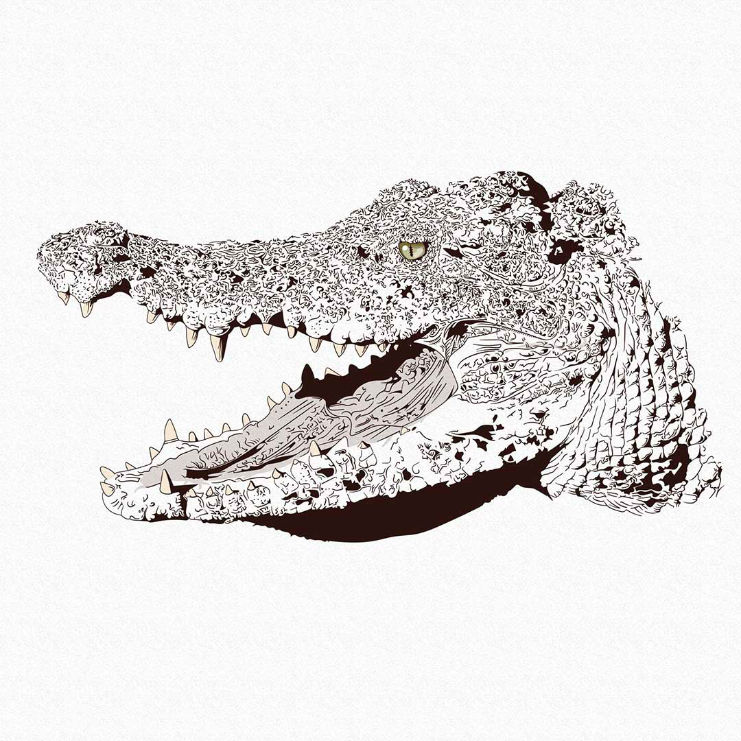alligator crocodile lizard reptile predator gator Vector Illustration brush pen Digital Art  black and white