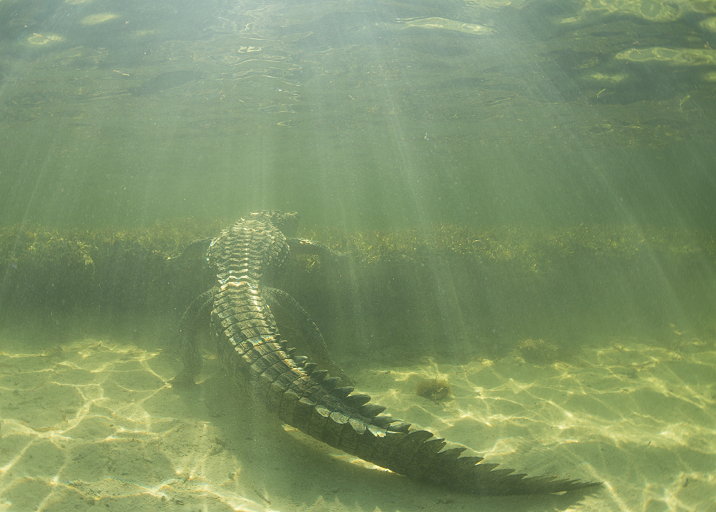 underwater mexico chinchorro reptile teeth scuba snorkel crocodile Ocean