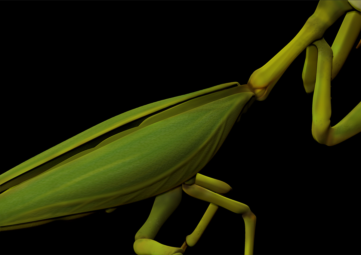 modeling insect mantis Centaur muscle Zbrush