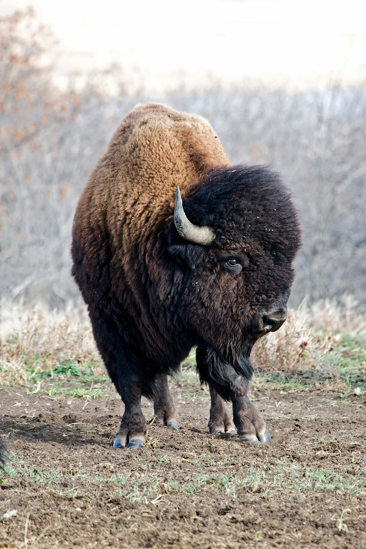Bob Cats bison Big Horned Sheep Buffalo