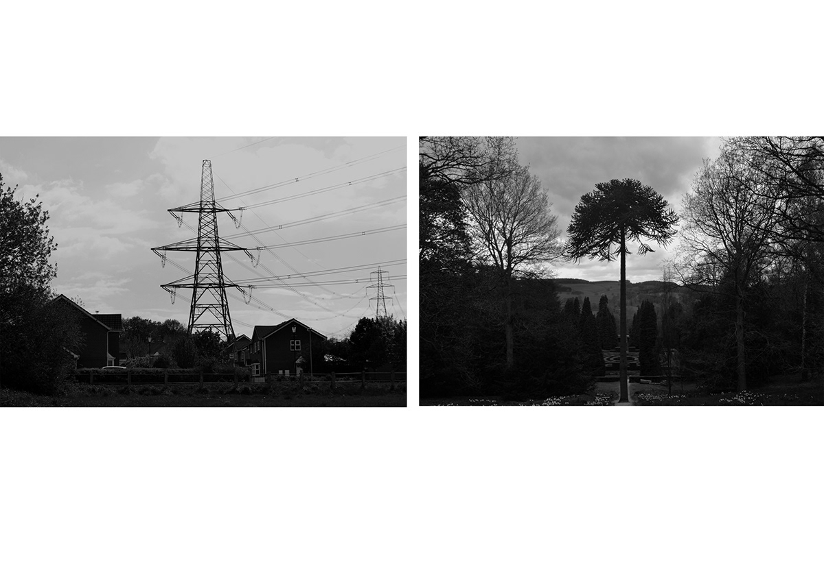 Landscape  Photography  chatsworth  Garden personal landscape  personal black and white  monochrome  contrast Picturesque  sublime  Beautiful trees  pylons contrast