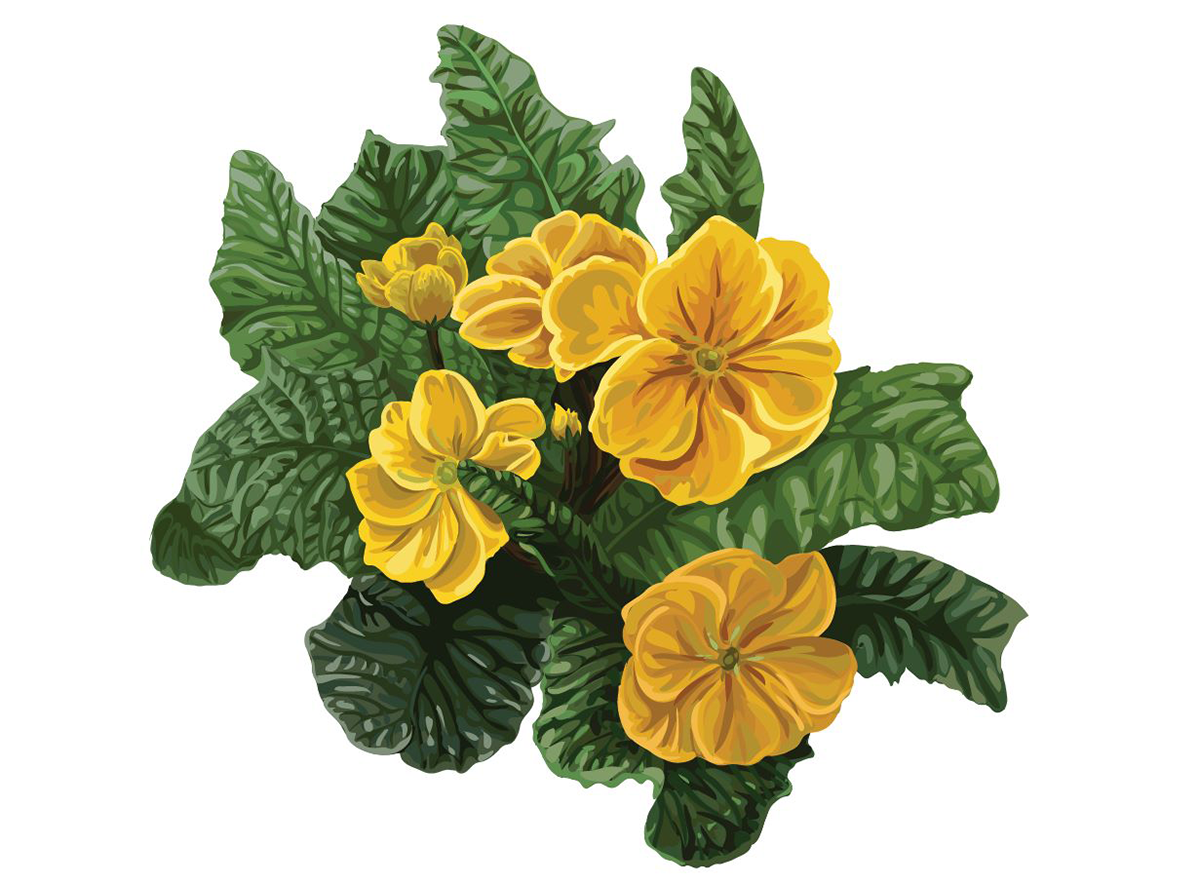 scientific illustration Flowers primrose