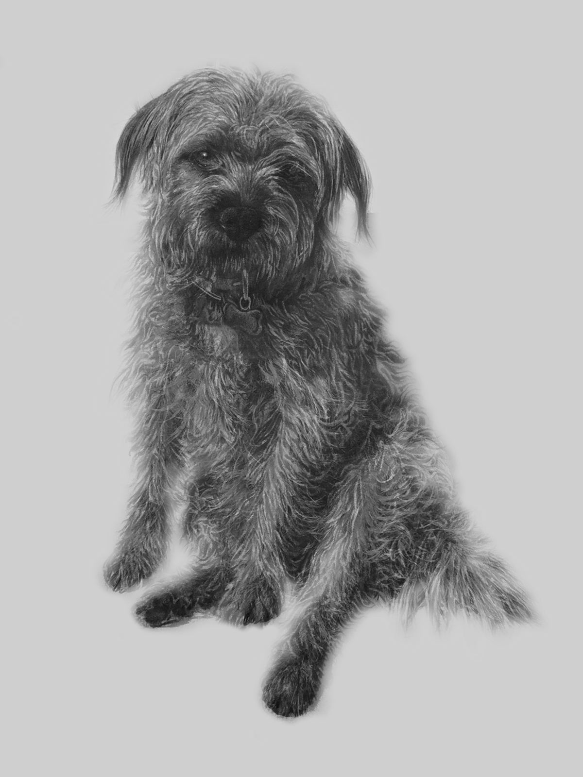 pencil dog Border Terrier sketch black and white Fur graphite