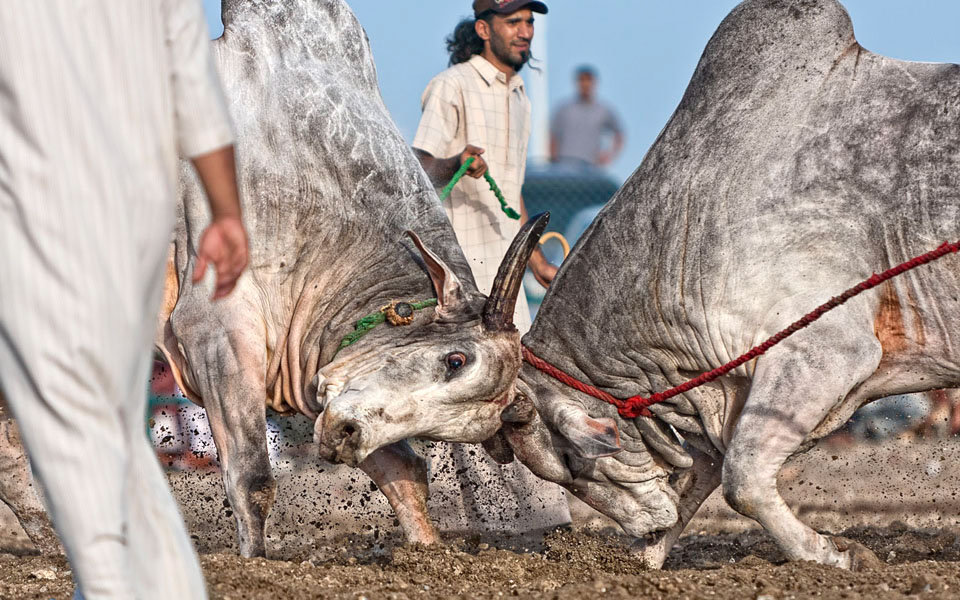 tradition Traditional Sports bullfight bull Arab Arab Sports UAE Fujairah Spectator Sports action action sports