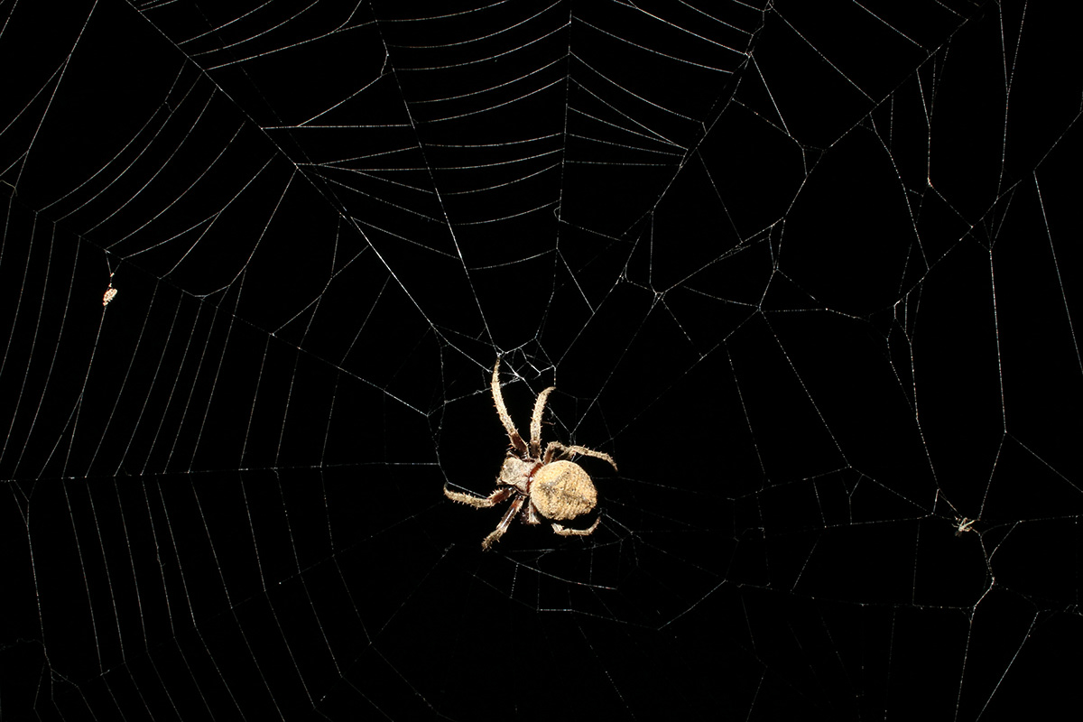 spider photo wild mountain Brazil